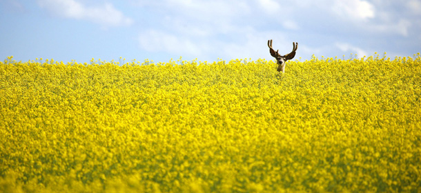 A stag stands in a neck high field of canola north of Cremona, Alberta, Sunday, July 31, 2011. (AP Photo/The Canadian Press, Jeff McIntosh)