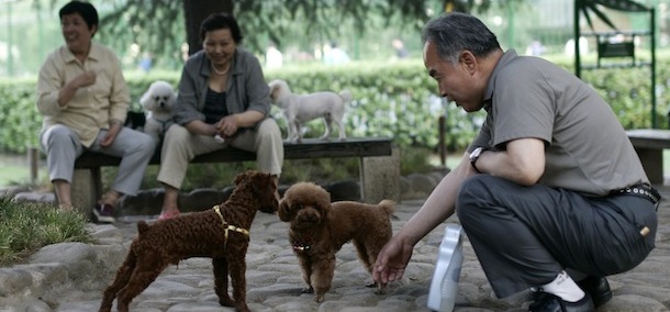 ** GO WITH STORY TITLED China-One-dog Policy BY Elaine Kurtenbach ** A man play with dogs at a park Friday May 13, 2011 in Shanghai, China. (AP Photo)