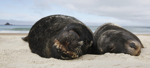 A pair of Hooker&#8217;s sea lions lie on the beach at Sandfly Bay, near Dunedin, New Zealand, Friday, Sept. 23, 2011. Also known as the New Zealand sea lion, it has had a protected species status since the 1890s, and is considered one of the rarest species of sea lion in the world and arguably the most threatened because of their restricted breeding range. (AP Photo/Alastair Grant)

