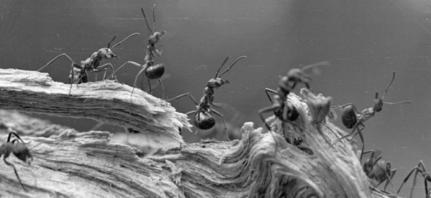 5th May 1948: Worker ants walking along the edge of a piece of bark during a group forage for food. Original Publication: Picture Post &#8211; 4559 &#8211; The Mysterious Life Of Ants &#8211; pub. 1948 (Photo by Raymond Kleboe/Picture Post/Getty Images)
