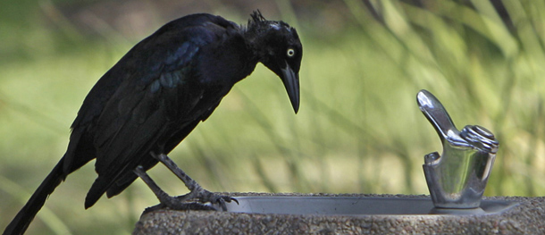 A Great-tailed Grackle seems to be waiting for water from a drinking fountain outside a shopping center along the 5500 block of Memorial Dr. near Westcott St., Friday, Sept. 2, 2011, in Houston. (AP Photo/Houston Chronicle, Melissa Phillip)