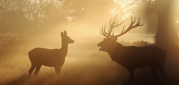 LONDON, ENGLAND &#8211; OCTOBER 15: Red Deer stand in the early morning mist in Richmond Park on October 15, 2011 in London, England. Autumn sees the start of the &#8216;Rutting&#8217; season where the large Red Deer stags can be heard roaring and barking in an attempt to attract females known as bucks. The larger males can also be seen clashing antlers with rival males. (Photo by Dan Kitwood/Getty Images)
