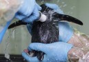 Il lavaggio del pinguino