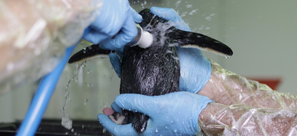Il pinguino viene lavato dal petrolio disperso dalla nave liberiana Rena, incagliata di fronte alle coste neozelandesi (Bradley Ambrose/Getty Images)
