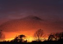 Gli stormi di storni sul tramonto scozzese