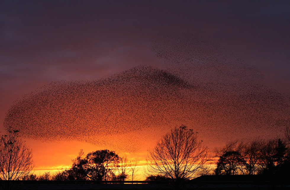 Stormi di storni sul cielo al tramonto a Gretna, in Scozia, 4 novembre 2011 (AP Photo/Scott Heppell)
