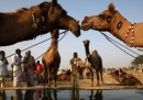 La fiera dei cammelli in India