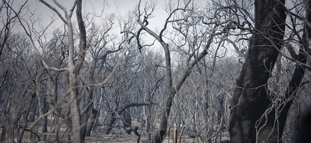 MARGARET RIVER, AUSTRALIA &#8211; NOVEMBER 24: Burned and charred trees are seen after a bush fire swept through the area on November 24, 2011 in Margaret River, Australia. Over 200 residents from Prevelly have gathered on a beach near to Margaret River&#8217;s mouth as the blaze forced them from their houses. The bushfire has already destroyed over 1000 hectares north of Margaret River. According to WA&#8217;s Department of Conservation (DEC) several homes have been destroyed so far. (Photo by Tony McDonough-Pool/Getty Images)
