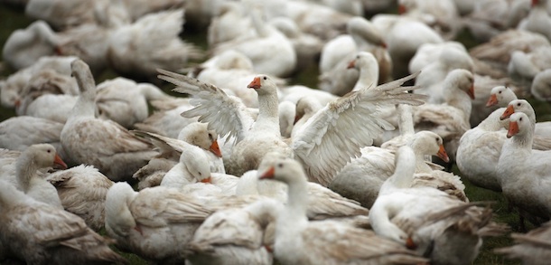 Si sta come d’autunno