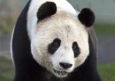 Le nuove foto dei panda a Edimburgo