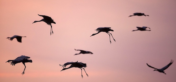 HULA LAKES, ISRAEL &#8211; NOVEMBER 30: Migrating gray cranes land on November 30, 2009 around the Hula Lakes in northern Israel. The tens of thousands of cranes which break their southward migration to and from Africa from as far away as Siberia spend a few days at the lakes feeding in farmers&#8217; fields and gathering their strength for their onward journeys. An estimated 500 million birds fly over the Holy Land twice a year in their annual migrations. (Photo by Uriel Sinai/Getty Images)

