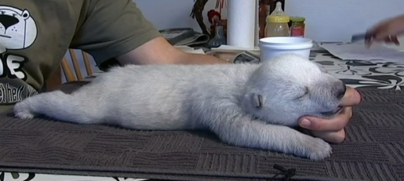 Un orso polare molto piccolo