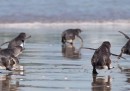 I pinguini liberati in Nuova Zelanda