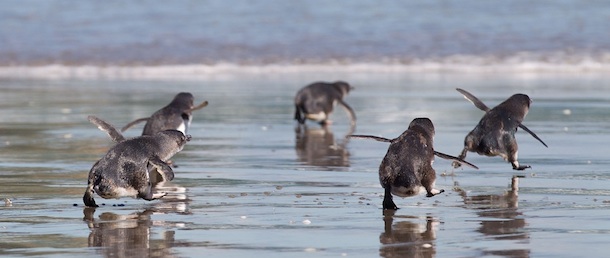 Little Blue Penguins runs towards the sea after being released by wild life workers and school children at Mount Maunganui beach in Tauranga on December 8, 2011. The Penguins were among those affected by New Zealand&#8217;s biggest sea pollution disaster when the Monrovia-flagged container ship &#8216;Rena&#8217; ploughed into a reef on October 5. AFP PHOTO / MARTY MELVILLE (Photo credit should read Marty Melville/AFP/Getty Images)
