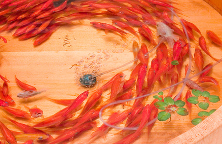 Questi non sono veri pesci rossi