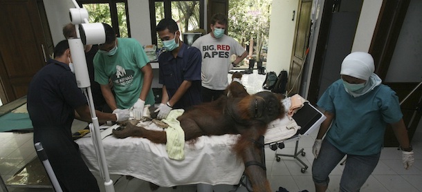 In this Thursday, Dec. 29, 2011 photo, veterinarians of Sumatran Orangutan Conservation Programme (SOCP) conduct a surgery on an estimated 40 year-old orangutan named Puyul who suffers from a broken leg at their facility in Batu Mbelin, North Sumatra, Indonesia. Puyul broke his leg falling from a tree while being rescued by conservationists as he was found roaming at a rubber plantation too close to a village. Indonesia has lost half of its rain forests in the last half century putting the remaining 50,000 to 60,000 orangutans live in scattered, degraded forests in frequent, and often deadly, conflict with humans. The vets also found air rifle pellet wounds in Puyul's body. (AP Photo/Binsar Bakkara)