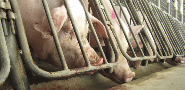 FILE - In this Nov. 28, 2010 file photo provided by The Humane Society of the United States, female breeding pigs are in gestation crates at a Virginia factory farm owned by a subsidiary of Smithfield Foods in Waverly, Va. McDonald's Corp. said Monday, Feb. 13, 2012, it will require its U.S. pork suppliers to provide plans by May to phase out the use of stalls that confine pregnant sows. Smithfield Foods had already announced plans to phase out the stalls. (AP Photo/The Humane Society of the United States, File)