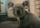 Il video di Yabbra il koala