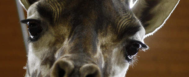 Nora a Rothschild giraffe stares at the camera at the Prague's Zoo in Prague, Czech Republic, Friday, Feb. 17, 2012. (AP Photo/Petr David Josek)