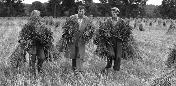 22nd August 1956: Farmers carrying newly-harvested corn at Burchetts Green near Maidenhead, where 110 acres are in the process of being harvested. (Photo by William Vanderson/Fox Photos/Getty Images)