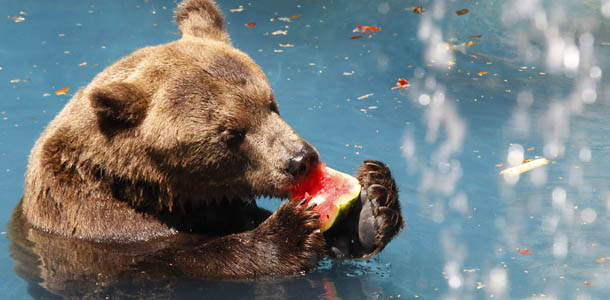 Bear 'Ze Colmeia' cools off from the intense summer heat with frozen grapes at Rio de Janeiro's city zoo, Thursday, Feb. 9, 2012. (AP Photo/Silvia Izquierdo))