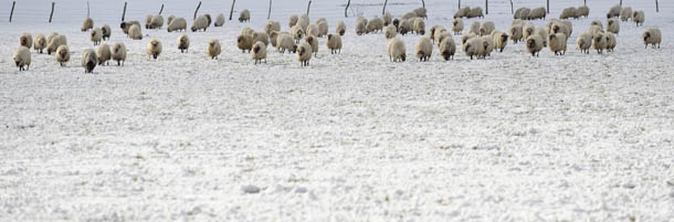 A flock of sheep look for grass in the snow, in the Northern Spanish Basque village of Orduna, on February 3, 2012. A cold snap kept Europe in its icy grip, pushing the death toll to 160 as countries from Italy to Ukraine struggled to cope with temperatures that plunged to record lows in some places. AFP PHOTO/ RAFA RIVAS (Photo credit should read RAFA RIVAS/AFP/Getty Images)