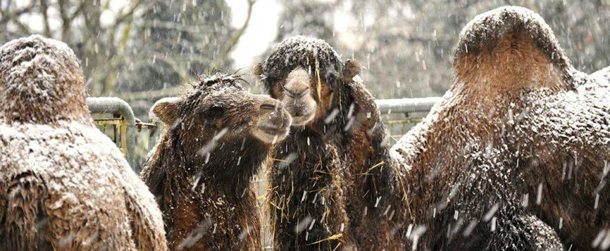 Foto LaPressecronaca03 02 2012 Roma Gli animali del Bioparco di Roma sotto la neve Nella Foto cammellDISTRIBUTION FREE OF CHARGE - NOT FOR SALE