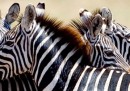 Perché le zebre sono a strisce?