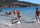I delfini spiaggiati salvati dai bagnanti