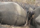 Il massacro degli elefanti in Camerun
