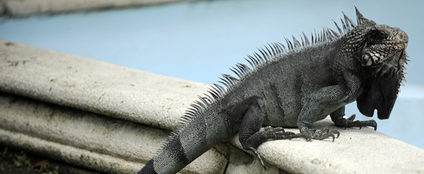 A gray iguana walks in a fountain in downtown Caracas on March 7, 2012. AFP PHOTO/JUAN BARRETO (Photo credit should read JUAN BARRETO/AFP/Getty Images)