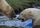 Gli orsi polari in Scozia