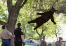 La foto dell'orso a Boulder