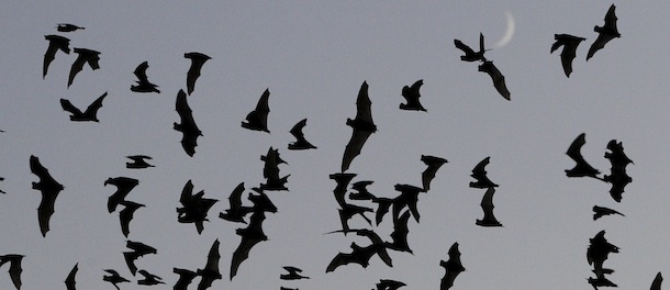 Bats emerge from Bracken Cave, Wednesday, Aug. 31, 2011, in San Antonio, Texas. (AP Photo/Eric Gay)