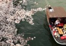 Le foto dei ciliegi in fiore in Giappone - 2012
