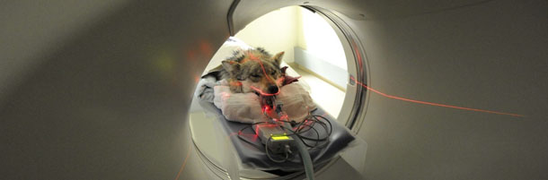 This photo taken April 18, 2012, provided April 19 by the Chicago Zoological Society shows a Mexican gray wolf getting ready to undergo a CT scan at Brookfield Zooâs Animal Hospital in Brookfield, Ill. Brookfield Zoo is the second zoo in the U.S. to own an on-site CT scanner and is the only zoo animal hospital in North America to combine digital radiology and CT technology at its facility. Through a study of Mexican gray wolves using CT (CAT) scans, researchers hope to aid in conservation efforts of the endangered species, and determine whether a type of nasal tumor is more prevalent in wolves or domestic dogs. (AP Photo/Chicago Zoological Society, Jim Schulz)