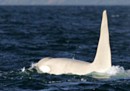 L'orca bianca della Kamčatka