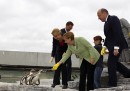 Angela Merkel, orche, balene, pinguini