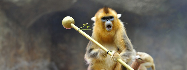 A golden snub-nosed monkey plays with a stick in a cage decorated with lotus lanterns at Everland amusement and animal park in Yongin, south of Seoul on May 24, 2012. The largest amusement park in South Korea organized the event to celebrate Buddha's birthday on May 28. AFP PHOTO / JUNG YEON-JE (Photo credit should read JUNG YEON-JE/AFP/GettyImages)
