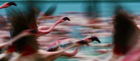 I fenicotteri in Kenya