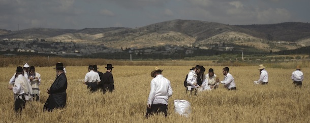 Ultra Orthodox Jewish men harvest wheat ahead of the Jewish Shavuot holiday, in a field outside the Israeli community of Mevo Horon, Sunday, May 20, 2012. The Jewish holiday of Shavuot, commemorating Moses receiving the Ten Commandments and also a harvest holiday, begins next Monday sundown. (AP Photo/Ariel Schalit)