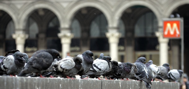 Pigeons line up in downtown Milan, Italy, Tuesday, Oct. 25, 2005. As anxiety rises about the threat of bird flu, governments are taking steps to prepare for the possible spread of the disease. (AP Photo/Luca Bruno)