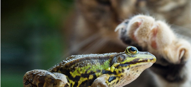 A cat shows interest in a frog sitting on a rock in the eastern German town of Sieversdorf on July 27, 2010. AFP PHOTO / PATRICK PLEUL GERMANY OUT (Photo credit should read PATRICK PLEUL/AFP/Getty Images)