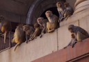 Le scimmie a Delhi