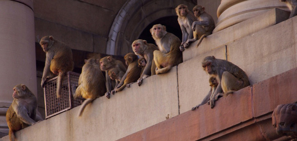 NEW DELHI, INDIA: TO GO WITH AFP STORY "LIFESTYLE-ANIMALS" Picture taken 18 October 2004 in New Delhi shows monkeys squatting a facade of the defence ministry building. Monkey business is no joke in India where man and beast do battle daily in an epic urban jungle version of the fight for survival. With the human population exploding and cities such as the capital New Delhi lamenting 14 million inhabitants, monkeys can perhaps be excused for behaving less than graciously. The common rhesus macaques have steadfastly refused to move out of India's cities and frequently go ape. AFP PHOTO/CHRISTOPHE ARCHAMBAULT (Photo credit should read CHRISTOPHE ARCHAMBAULT/AFP/Getty Images)