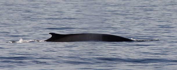 LONG BEACH, CA - JANUARY 29: A fin whale rises to the surface off the southern California coast on January 29, 2012 near Long Beach, California. A coalition that includes Native American tribes, Earthjustice and the Natural Resources Defense Council is on the National Marine Fisheries Service for more protection for dolphins, whales, and other migrating marine animals from the use of sonar in training by the US Navy on the West Coast. Environmental groups argue that mid-frequency sonar alters the behavior of sound-sensitive marine life and, in some cases, causes fatal results. Some whales are believed to communicate across hundreds of miles of ocean through sound. (Photo by David McNew/Getty Images)