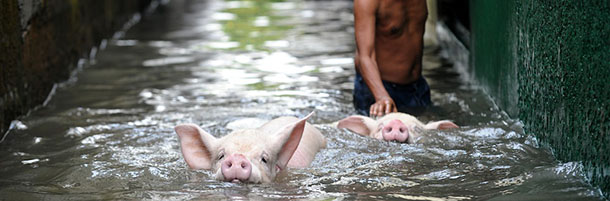A man evacuates a pigs through a flooded street in Manila on June 18, 2012 after heavy rains overnight brought about by west monsoon and enhanced by the exiting typhoon Guchol inundated many streets. Typhoon Guchol is expected to exit the Philippines area on June 18, according to the weather bureau. AFP PHOTO/NOEL CELIS (Photo credit should read NOEL CELIS/AFP/GettyImages)
