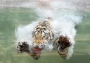 Le foto della tigre Akasha sott'acqua
