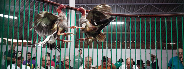 Cocks fight in a cockfighting match in Teguise on the Spanish Canary island of Lanzarote, on June 9, 2012. Cockfighting is generally illegal in Spain with the exception of the Canary Islands, where it is considered traditional. The Canary Islands has 24 associations or "galleras" who support this practice and are constantly criticized by environmentalists or defenders of animals. 
AFP PHOTO/ DESIREE MARTIN (Photo credit should read DESIREE MARTIN/AFP/GettyImages)