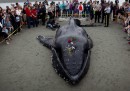 Le foto della balena ritrovata su una spiaggia del Canada